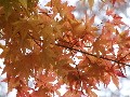 DSCF0049��