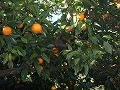 DSCN4036