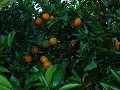 DSCN3388