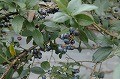 bluebelly 058