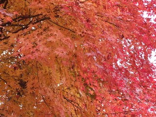DSCF0048