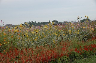 DSC_5208