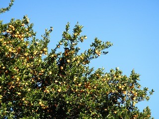 DSCN5137